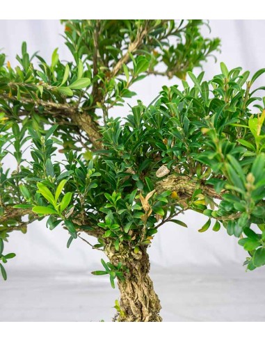 Buxus Bosso bonsai Buxus Bosso bonsai