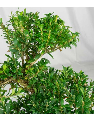 Buxus Bosso bonsai Buxus Bosso bonsai