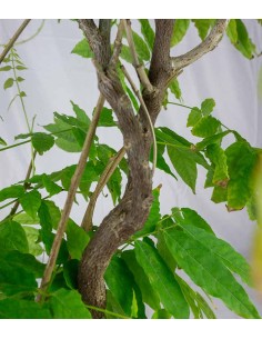 Wisteria Floribunda |... 2