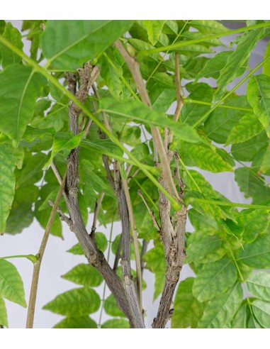 Wisteria Floribunda | Glicine... Wisteria Floribunda | Glicine...