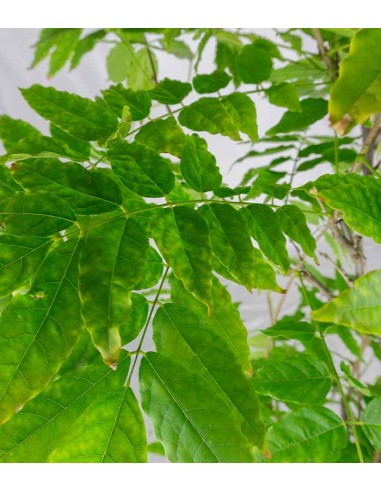 Wisteria Floribunda | Glicine... Wisteria Floribunda | Glicine...