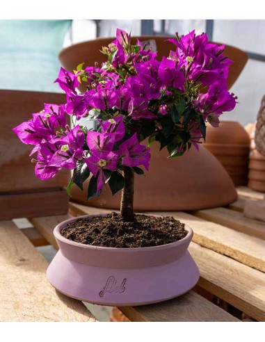 Bougainvillea
