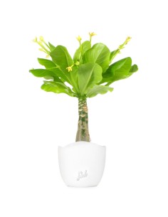 Palma delle Hawaii 2