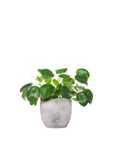 Pianta delle monete | Pilea 2