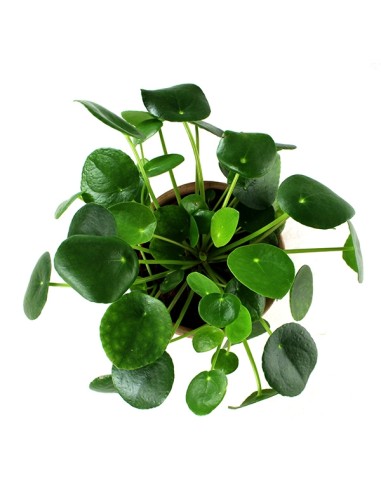 Pianta delle monete | Pilea