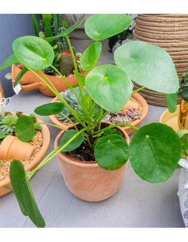 Pianta delle monete | Pilea