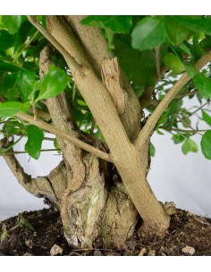 Duranta repens | Esemplare... 2