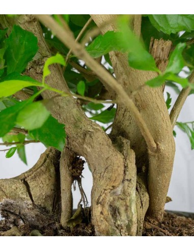 Duranta repens | Esemplare 14 anni