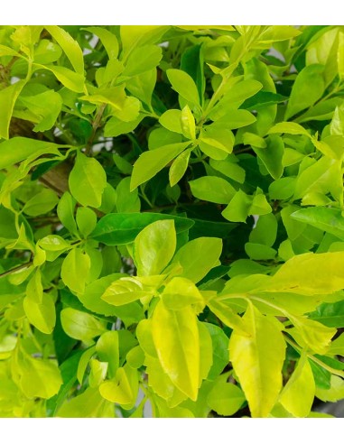 Duranta repens | Esemplare 14 anni