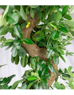 Pyracantha bonsai 15 anni 2