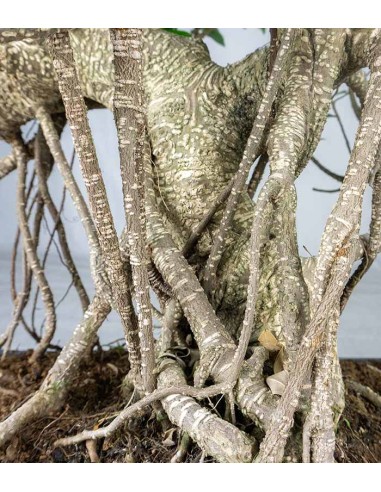 Ficus retusa 24 anni esemplare