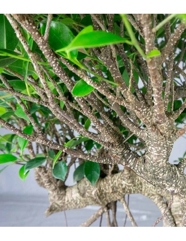 Ficus retusa 24 anni esemplare