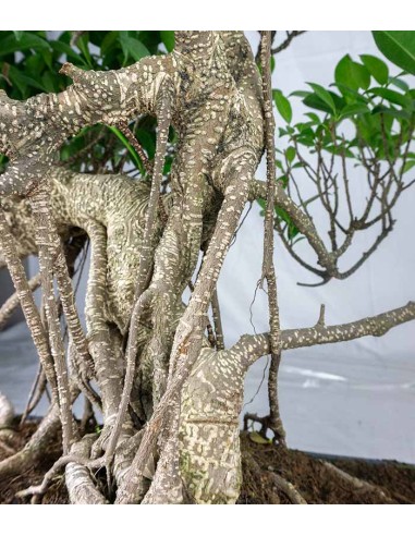 Ficus retusa 24 anni esemplare