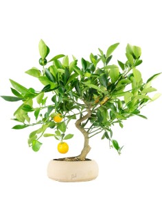 Citrus Kumquat bonsai 12 anni 2