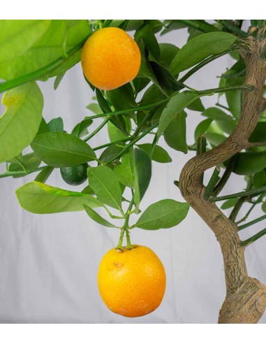 Citrus Kumquat bonsai 12 anni Citrus Kumquat bonsai 12 anni