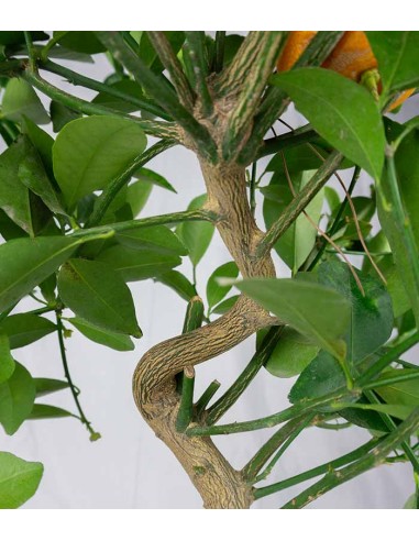 Citrus Kumquat bonsai 12 anni Citrus Kumquat bonsai 12 anni