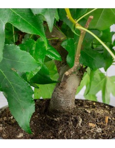 Liquidambar formosana |... 2