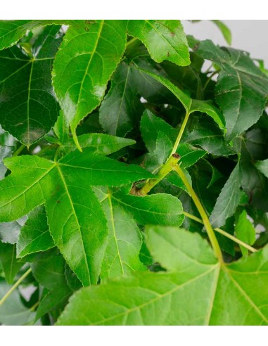 Liquidambar formosana | Bonsai 10 anni Liquidambar formosana | Bonsai 10 anni