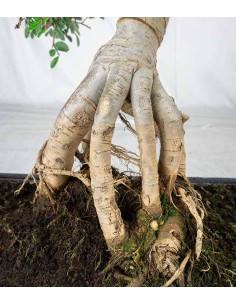 Zelkova bonsai esemplare |... 2