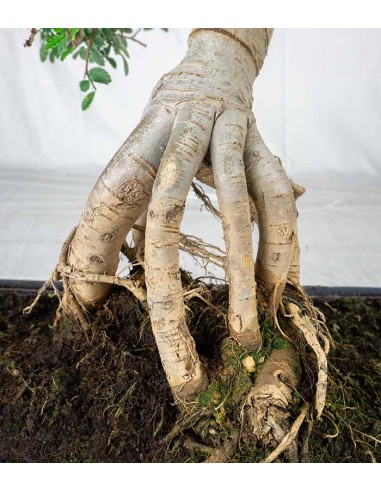 Zelkova bonsai esemplare | 19 anni