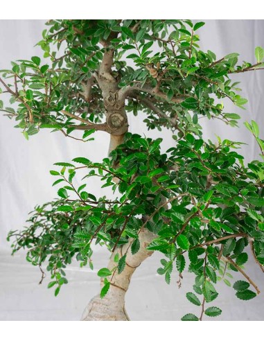 Zelkova bonsai esemplare | 19 anni