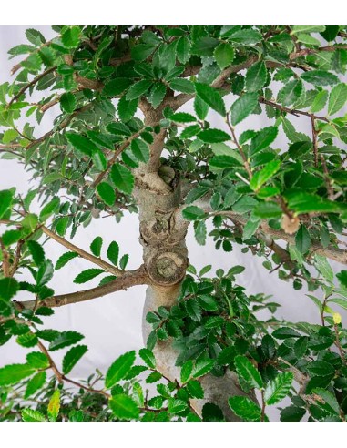 Zelkova bonsai esemplare | 19 anni