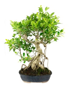 Ficus retusa 29 anni esemplare