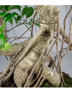 Ficus retusa 19 anni esemplare 2