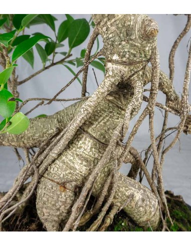 Ficus retusa 19 anni esemplare