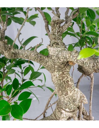Ficus retusa 19 anni esemplare