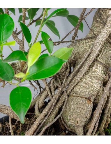 Ficus retusa 19 anni esemplare