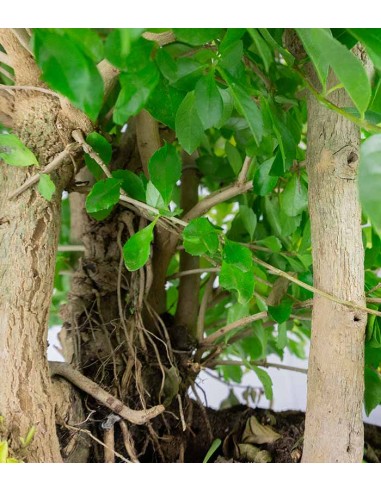 Duranta repens | Esemplare 14 anni