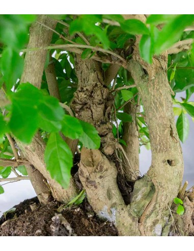 Duranta repens | Esemplare 15 anni