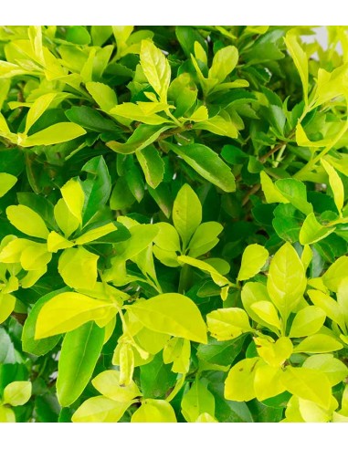 Duranta repens | Esemplare 15 anni