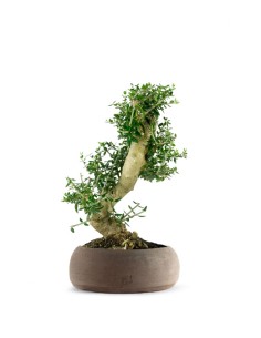 Olivastro Esemplare 2. 12 anni