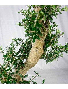 Olivastro Esemplare 2. 12 anni 2