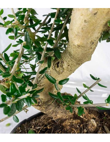 Olivastro Esemplare 2. 12 anni