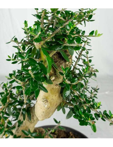 Olivo Europeo Esemplare 2. 12 anni