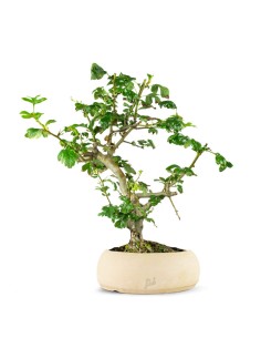 Crataegus cuneata |...