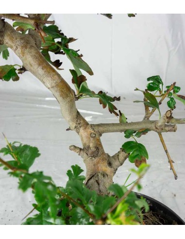 Crataegus cuneata | Biancospino 14 anni