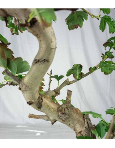 Crataegus cuneata | Biancospino 14 anni