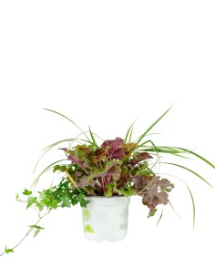 Tris inverno magico 01