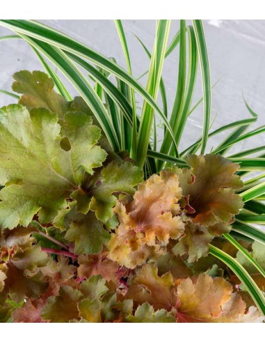 Inverno Magico Arancio