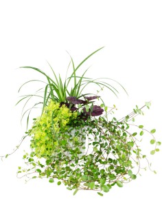 Tris inverno magico 01