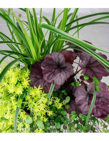 Inverno magico Giallo