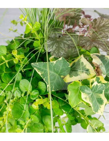 Inverno Magico Verde