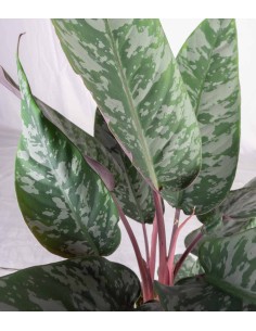 Apoballis acuminatissima 2