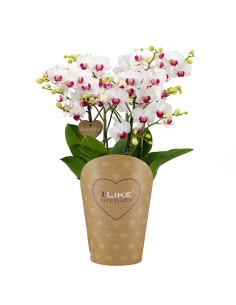 Phalaenopsis Duetto