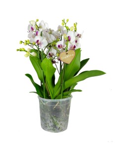 Orchidea - Phalaenopsis Duetto 2