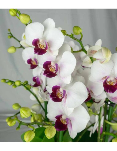 Phalaenopsis Duetto